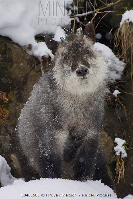 # Beyond Skiing: Discover Nagano's Unforgettable W...