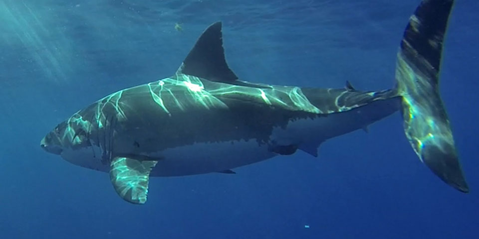 Great white shark cage diving off Guadalupe Island