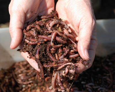 A hand gently placing food scraps (vegetable peels, coffee grounds) into the worm bin.