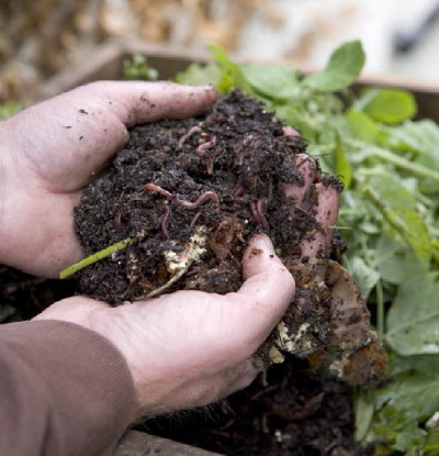 cross-section soil layers earthworm tunnels