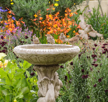 birdbath with clean water birds drinking