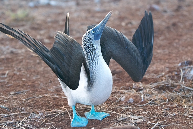 A close-up of a blue-footed booby's feet on North Seymour Island