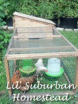 Cluck & Save: Building a Backyard Chicken Coop...