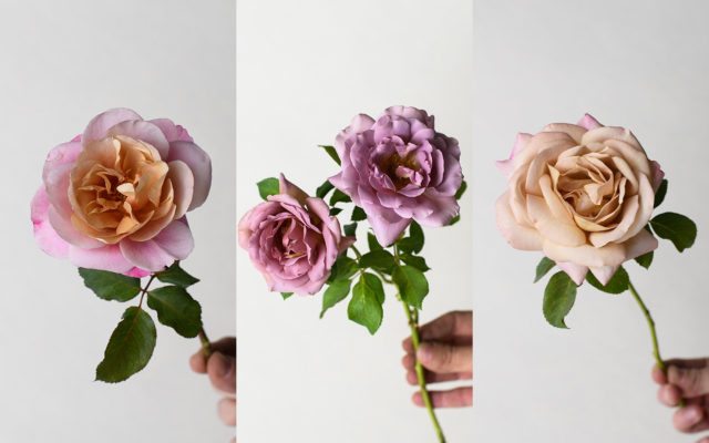 dried flowers evergreen branches vase
