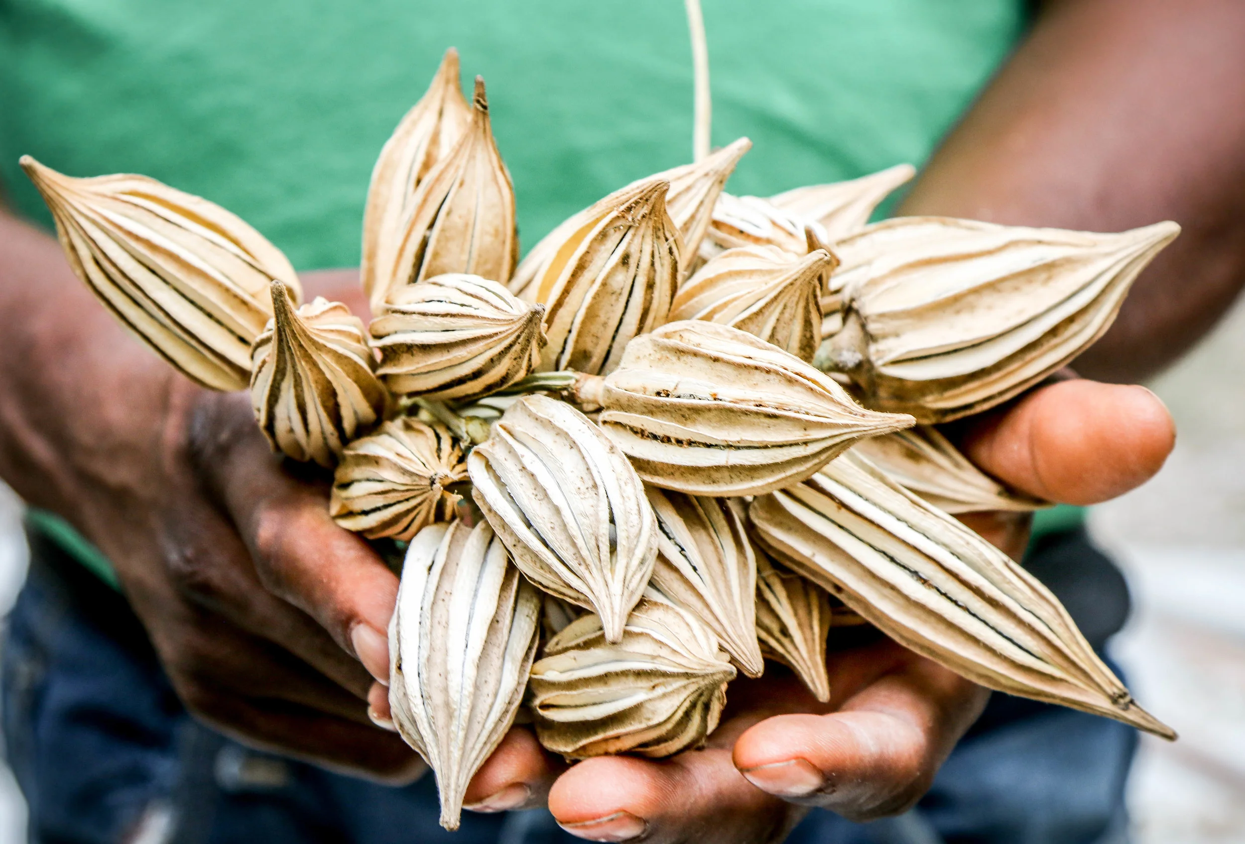 Autumn Abundance: Seed Saving for Next Year's B...