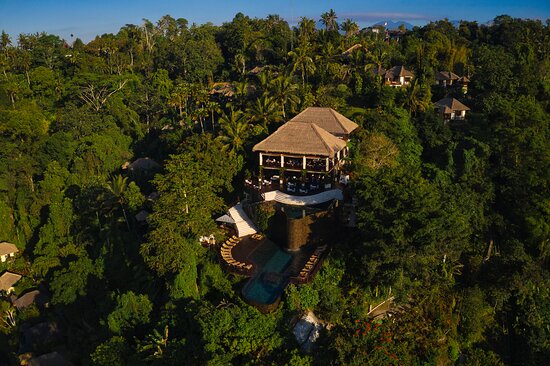 Ginger Plant close-up