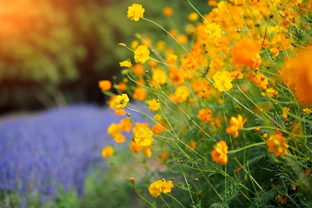 A close-up of 'Cosmic Orange' and 'Sea Shells' cosmos varieties. Highlight the unique textures and colors. A gentle breeze should slightly move the flowers, adding a sense of dynamism.