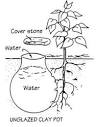 Cultivate a Predator Paradise: Attracting Benef...