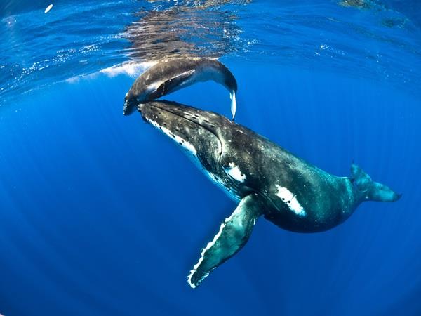 Niue lush rainforest