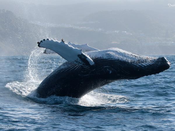 A Humpback Whale breaches right next to a research vessel, getting so close you can see the barnacles on its skin.