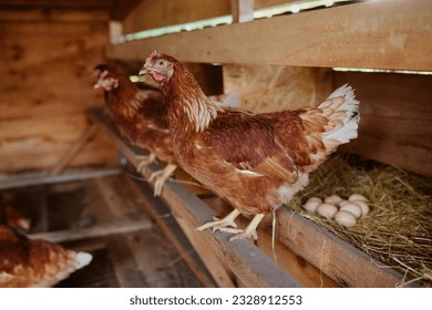 chick hatching hand close up focus