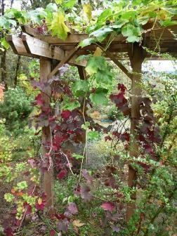 Water-wise gardening with native plants