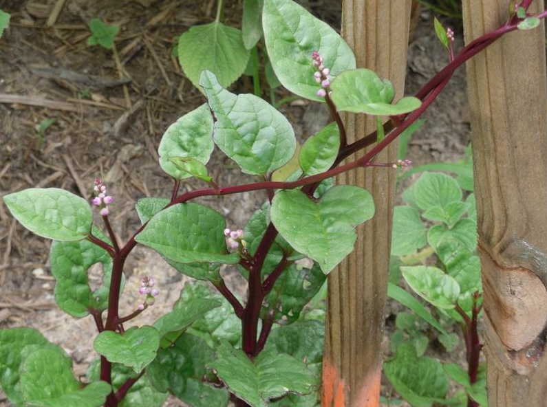 Spinach Malabar-1-1