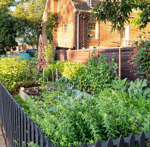 A garden with tomatoes