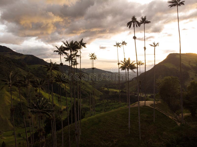 Wide-angle shot of the Cocora Valley at sunrise, showcasing the wax palm trees and the mist