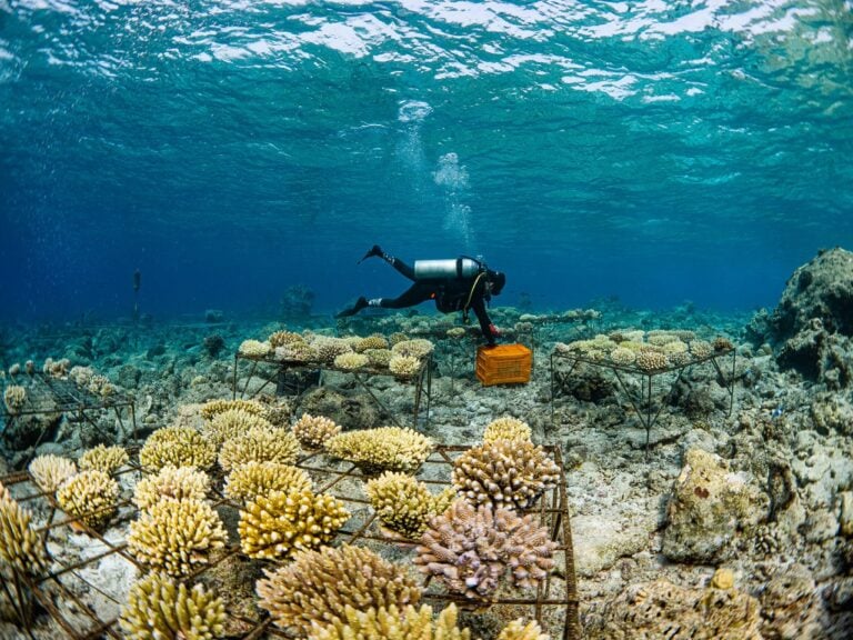 Kai Ishikawa underwater, photographing a vibrant coral reef being restored at The Brando.