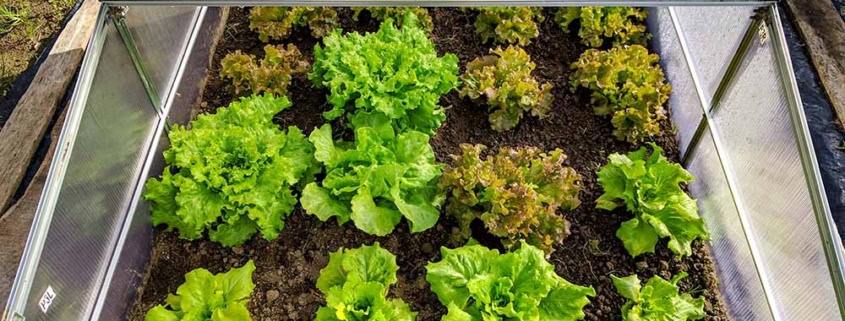 Grow Your Greens: A Guide to a Year-Round Salad...