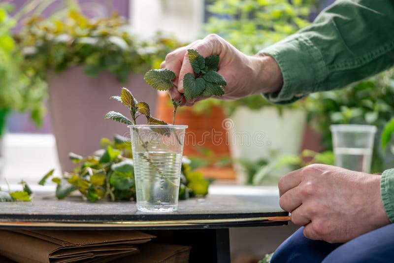 Close-up shot of a rosemary cutting in a pot, covered with a clear plastic bag to create a mini-greenhouse. Condensation visible on the inside of the bag. Soft, warm light to convey a nurturing environment.