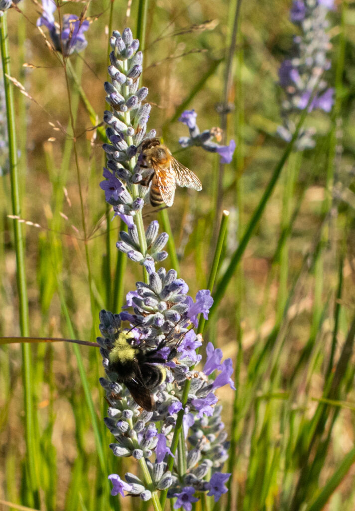 Bumble Boost: Create a Buzzing Bumblebee Paradi...