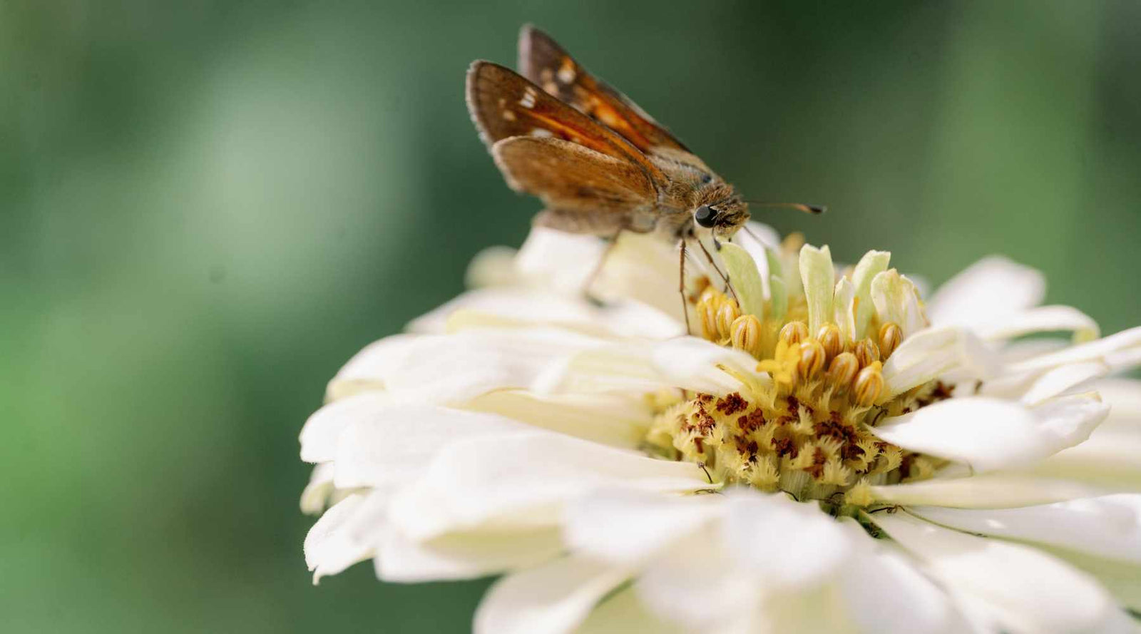Attract Your Allies: Organic Pest Control with...
