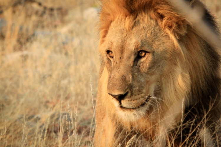An image of the Mesquite Flat Sand Dunes in Death Valley National Park at night, with the Milky Way arching across the sky. This illustrates the dark sky quality and accessible stargazing locations within Death Valley.