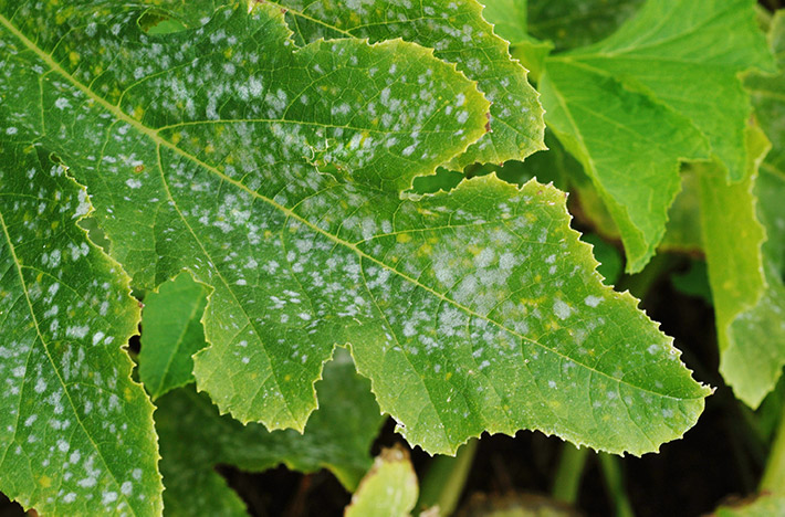 A close-up image of flower stems being recut at an angle with sharp scissors, emphasizing the importance of a clean, precise cut for water absorption