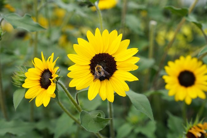 Transform Your Backyard into a Pollinator Parad...