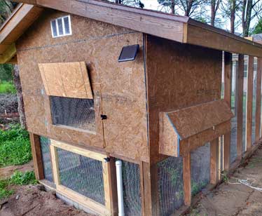 Chickens near a modern farmhouse chicken coop in a suburban backyard
