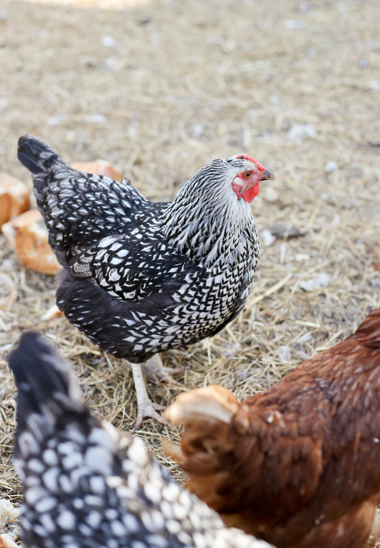 An example of another chicken tractor