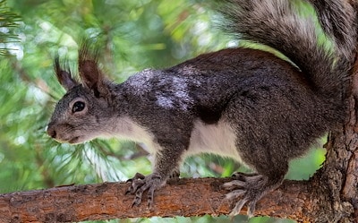 A Kaibab squirrel perched on a tree branch in Grand Canyon National Park, showcasing its distinctive tufted ears and gray-brown fur