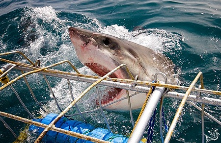 ## Ocean Encounters with a Conscience: Ethical Sea...