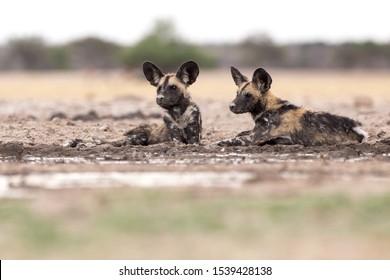 African Wild Dogs (Lycaon pictus) in the Okavango Delta.