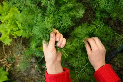 Hands holding freshly harvested lettuce.