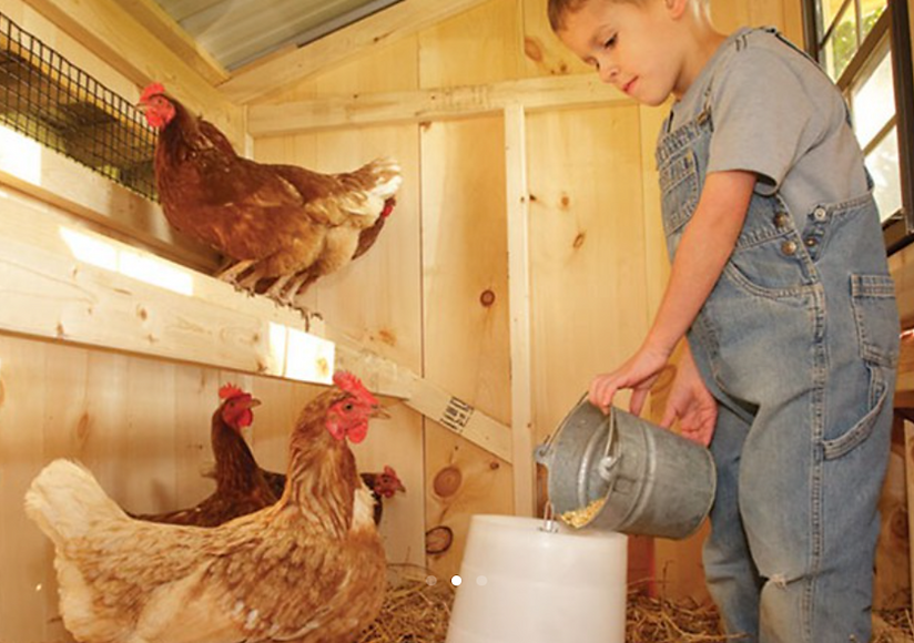 A colorful, inviting space for chickens that’s both functional and aesthetically pleasing, ready for feathered residents.