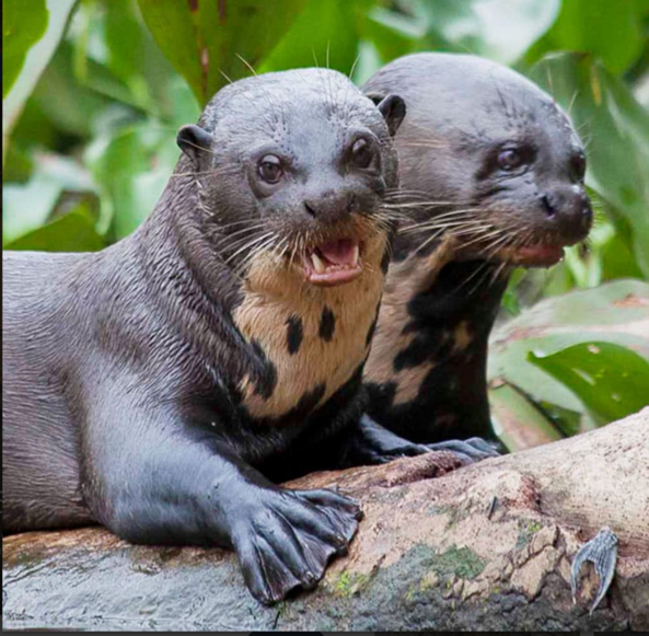 A family of river otters swimming in the Amazon at dawn, warm lighting, slight motion blur to convey movement.
