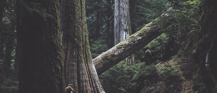 Elara learning fire starting techniques from Kai