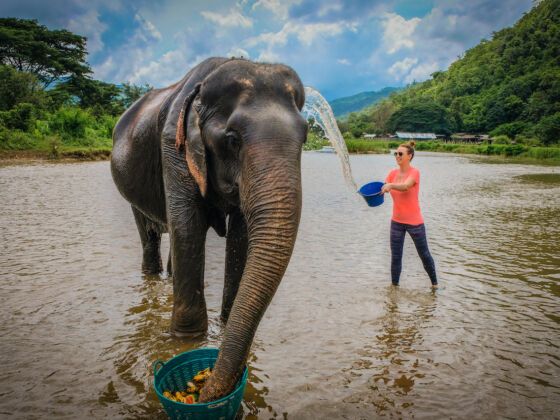 Connecting with these gentle giants at the Four Seasons Tented Camp Golden Triangle - an experience that redefined my understanding of ethical animal tourism. No riding, just respectful observation and care.