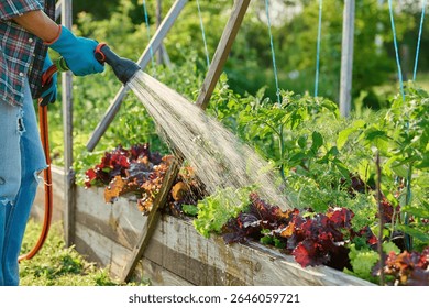 Gardener hose watering plants vegetables