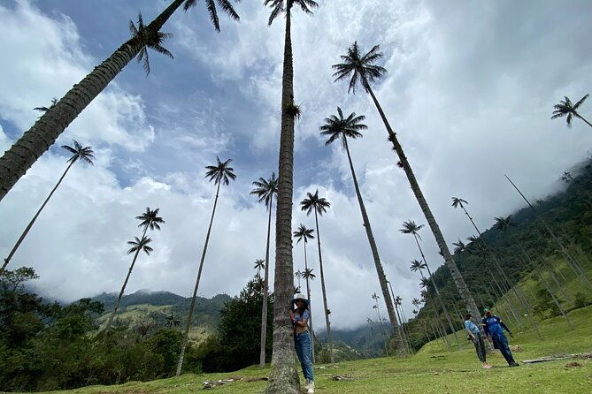 Cocora Valley Salento and Coffee Experience