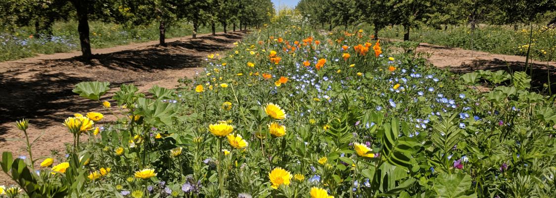 Buzzworthy Blooms: Transforming Your Homestead int...