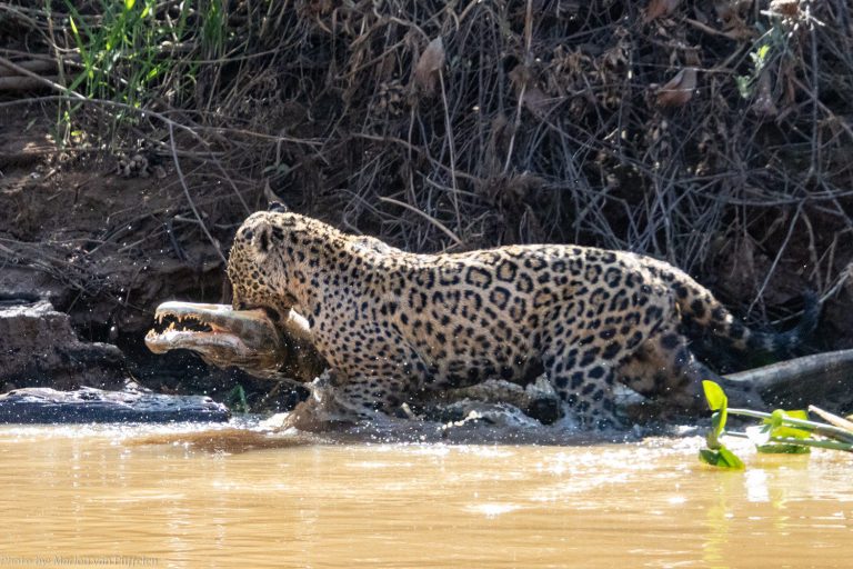 A caiman photographed at night with glowing red eyes