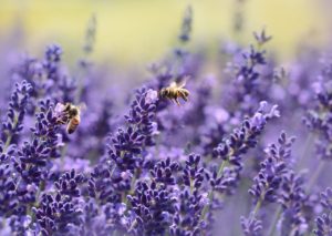 Pollinator Power: Nurturing Native Bees for a H...