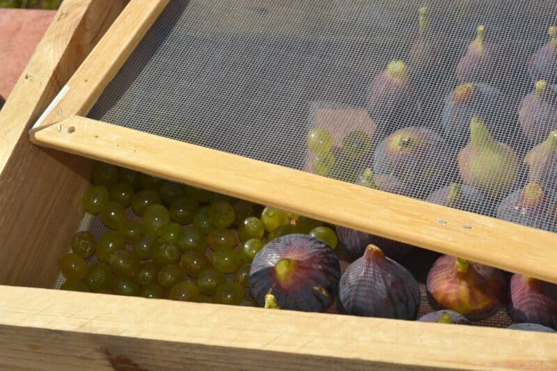 Harness the Sun: DIY Solar Food Dryer for Abund...