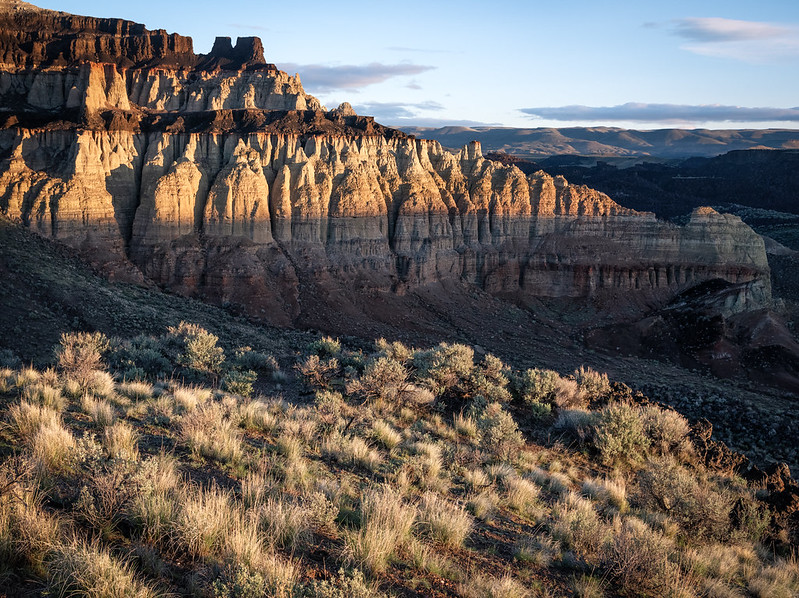 # Desert Bloom: Discovering Wildlife Wonders in Ar...