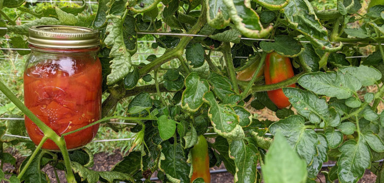 ripe tomatoes in a garden