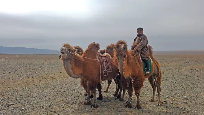 Preparing traditional Mongolian buuz in a yurt