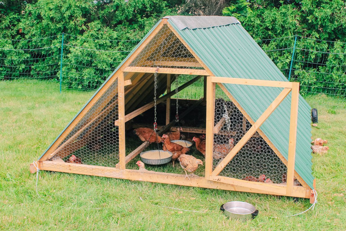 inspection points chicken tractor closeup