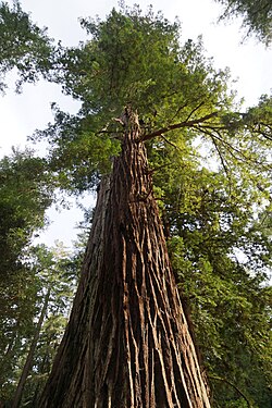 Dense temperate rainforests of Pacific Rim National Park Reserve, evoking the smell of cedar and damp earth