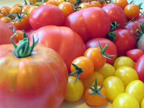 collection colorful heirloom tomatoes different shapes