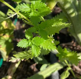 7 Easy Ways to Make Your Garden More Pollinator...